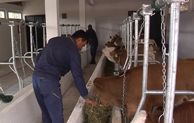 Novo Brdo: Otvorena farma za tov junadi