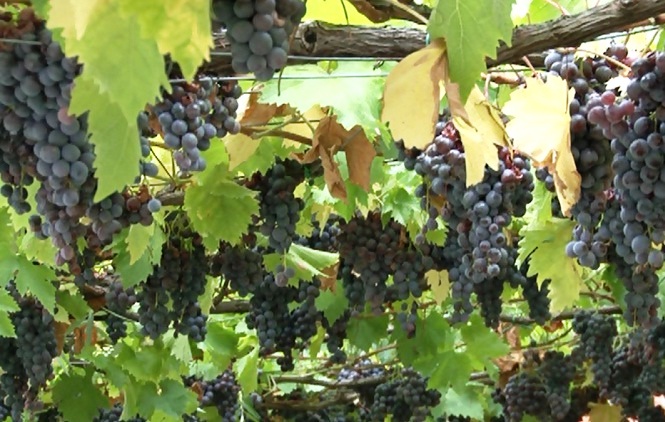Vinari u Hoči zadovoljni ovogodišnjom berbom grožđa