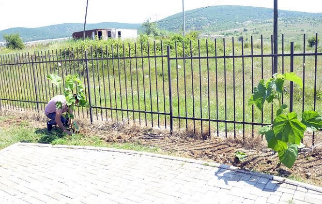 „Gior“ poklonio Domu za stare sadnice paulovnije