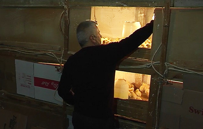 K. Kamenica: Porodici Đokić stigli pilići