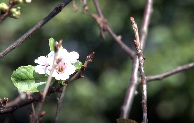 Višnje ponovo procvetale, čeka li nas hladna zima?