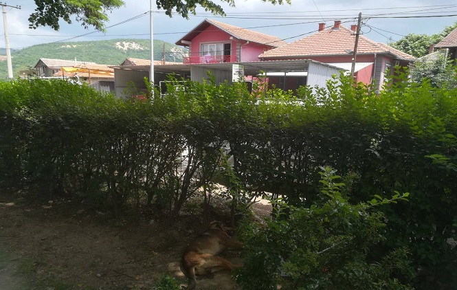 U Mitrovici ponovo truju pse i mačke