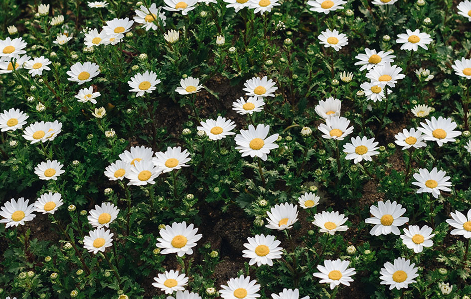 Pretežno sunčano Ilustracija (Foto Pixabay)