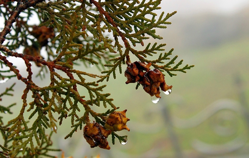Pretežno oblačno sa povremenom kišom Ilustracija (Foto Pixabay)