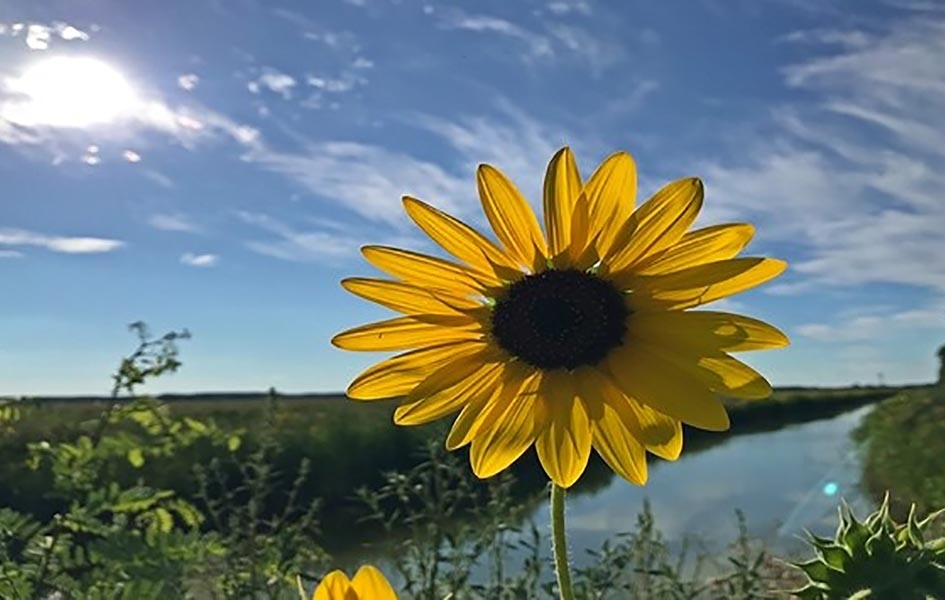 Sunčano