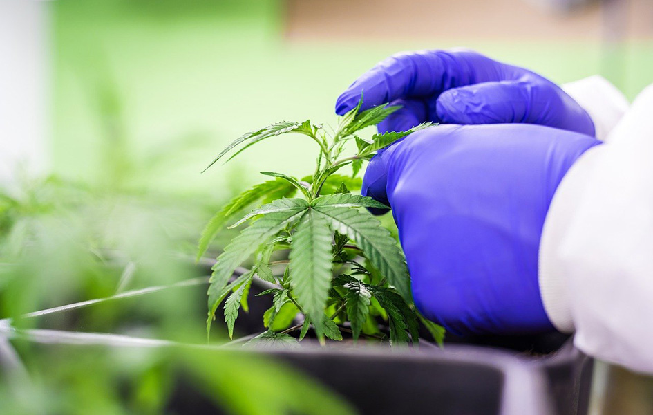 Albanski parlament legalizovao medicinski kanabis