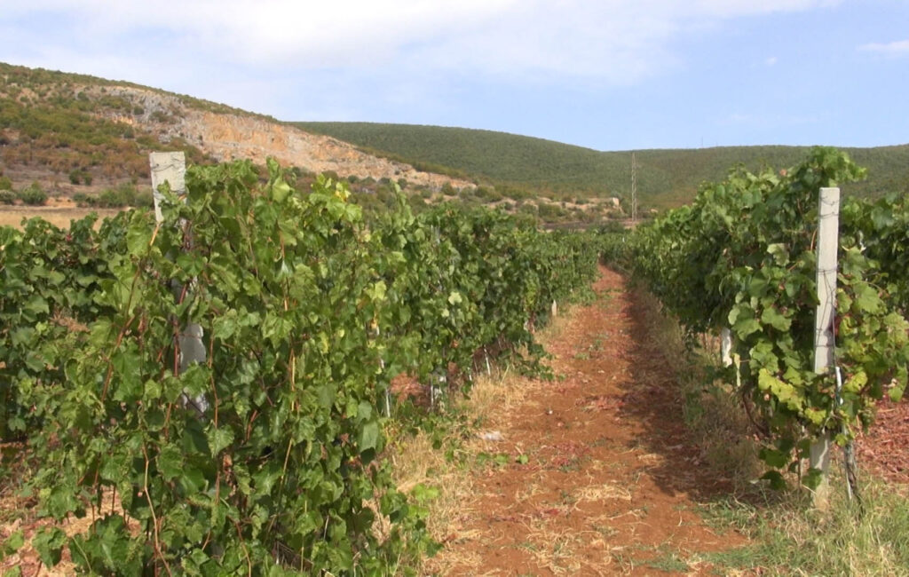 Orahovac: Jedna od najlošijih sezona berbe grožđa koju vinogradari pamte