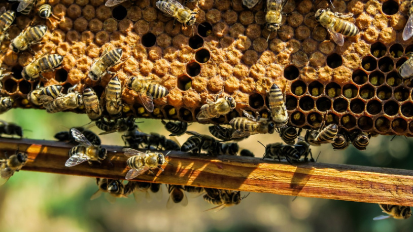 Optužnica protiv pet lica zbog prevare sa subvencijama Ilustracija (Foto Pexels/Pixabay)