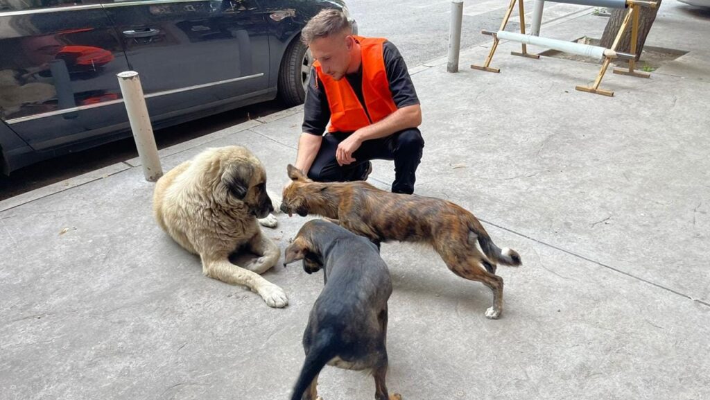 Opština Severna Mitrovica: Počela akcija sterilizacije pasa lutalica Počela akcija sterilizacije pasa lutalica u Severnoj Mitrovici (Foto Fejsbuk Opština Severna Mitrovica)