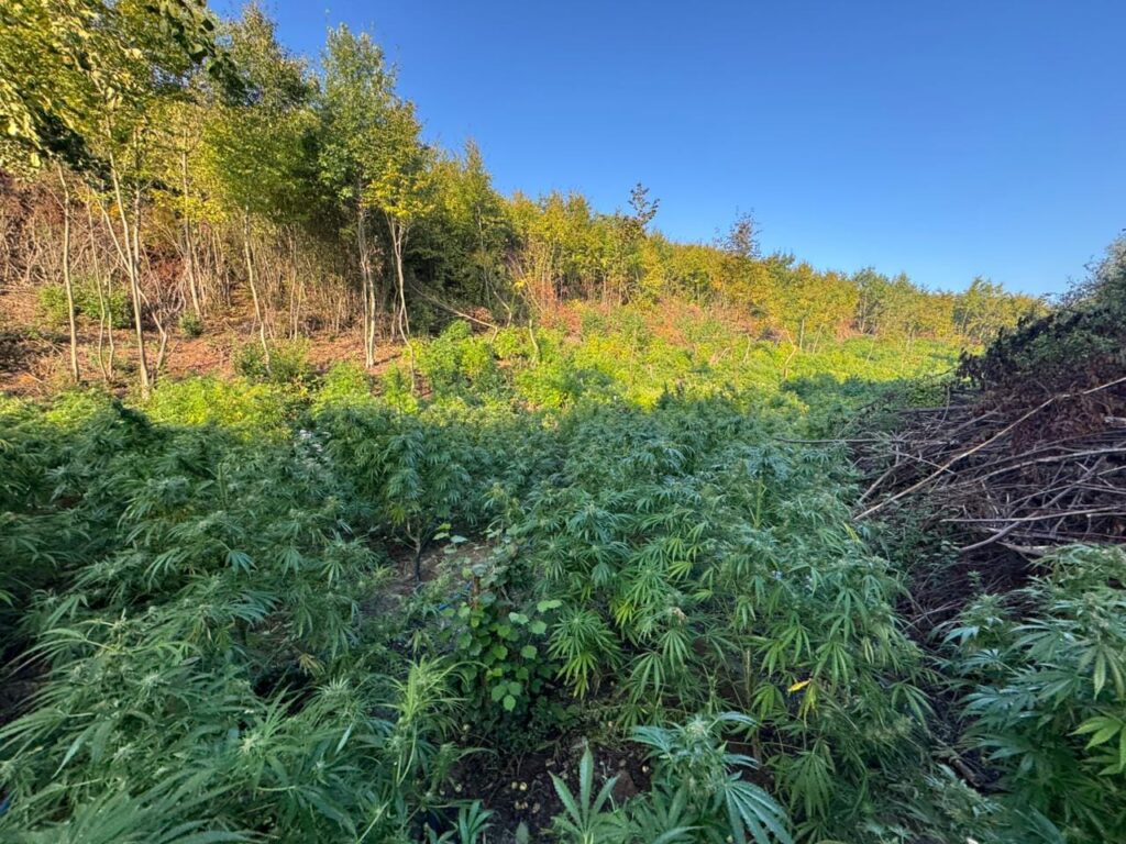Zaplenjena marihuana u Peći