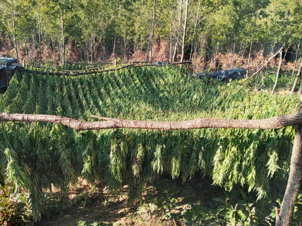 Zaplenjena marihuana u Peći