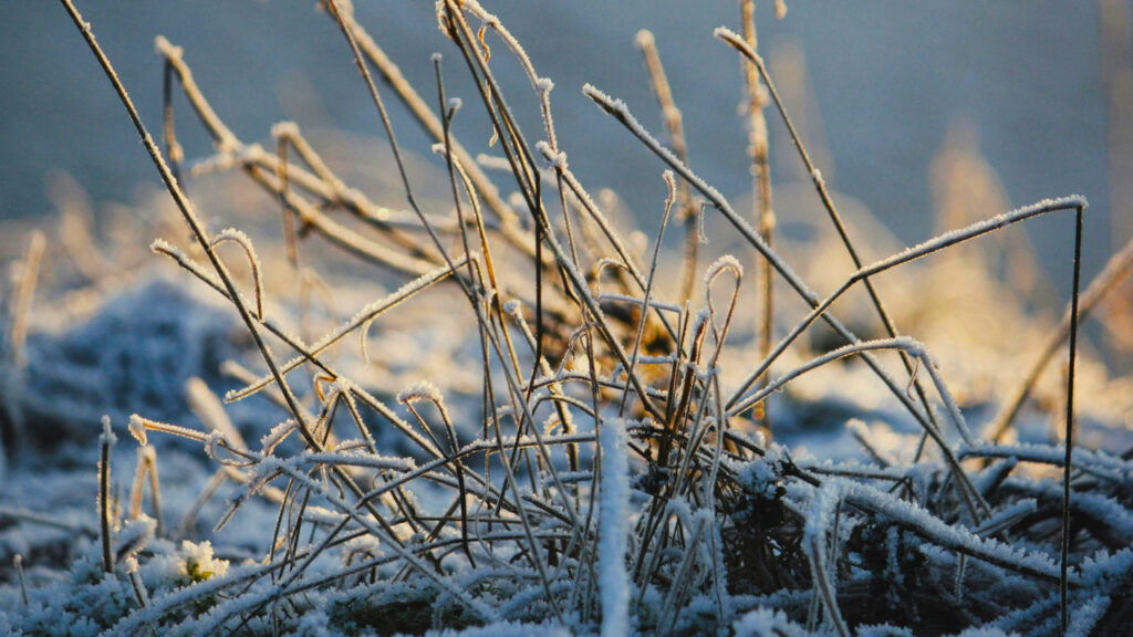 Delimično oblačno i malo toplije Delimično oblačno i malo toplije vreme, ilustracija (Foto Krystof Horčík: https://www.pexels.com/photo/frosty-winter-morning-with-icy-grass-stems-30068347/)