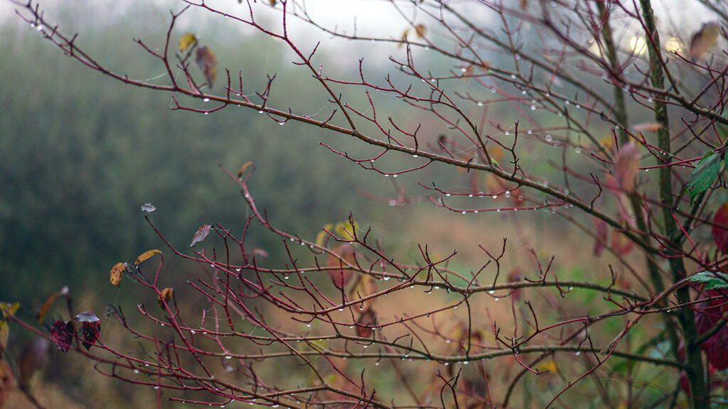 Jutro bez mraza i malo toplije vreme Jutro bez mraza i malo toplije vreme (Foto Pexels)