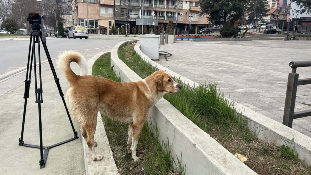 Psi lutalice na šetalištu u Severnoj Mitrovici (Foto Kim)
