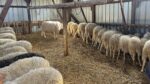 Kosovo zabranilo uvoz ovaca i koza iz Severne Makedonije zbog bolesti "plavog jezika" (Foto Kim)