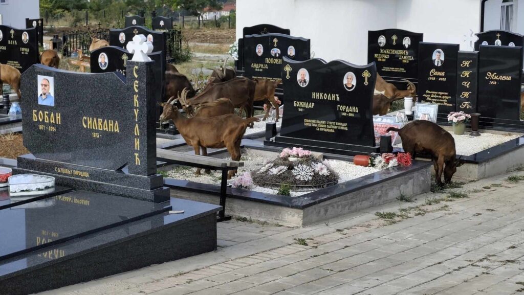 Na Novom groblju u Gračanici ponovo koze među nadgrobnim spomenicima Na Novom groblju u Gračanici ponovo koze među nadgrobnim spomenicima (Foto Medija centar Čaglavica)