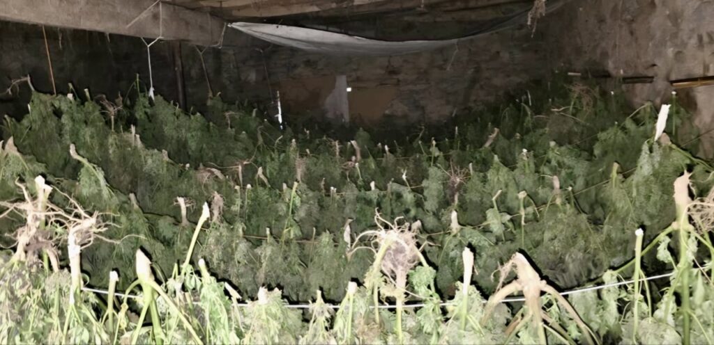 Zaplenjeno preko 500 kilograma marihuane u Suvoj Reci Zaplenjeno preko 500 kg marihuane u Suvoj Reci (Foto Kosovska policija)