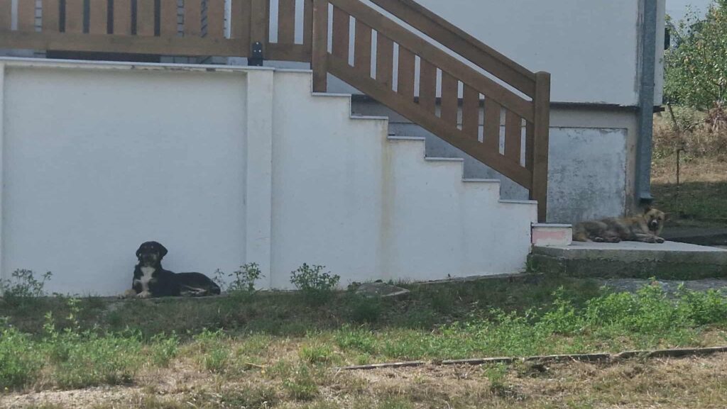 Psi lutalice podavili više desetina kokošaka u domaćinstvima Novog Badovca Psi lutalice podavili više desetina kokošaka u domaćinstvima Novog Badovca (Foto Kim)