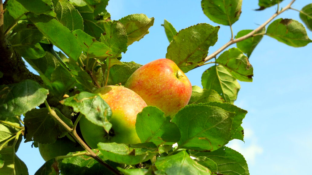 Prvi dan jeseni uz letnju temperaturu Prvi jesenji dan uz letnju temperaturu, ilustracija (Foto Pixabay)