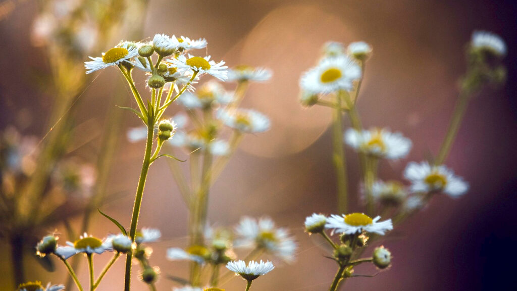 Razvedravanje uz dosta sunčanih intervala Razvedravanje uz dosta sunčanih intervala, ilustracija (Foto Pixabay)