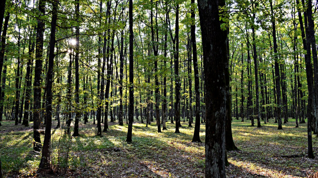Svežije, ali i dalje toplo, ilustracija (Foto Pixabay)
