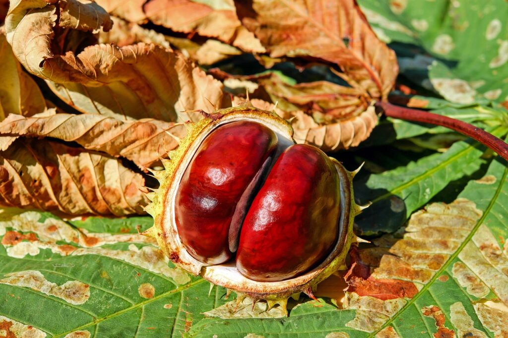 Danas počinje jesen Pretežno sunčano (Foto Pixabay)