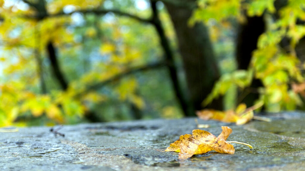 Vreme za vikend oblačno, mestimično s kišom Pretežno oblačno vreme, mestimično sa kišom i lokalnim plјuskovima, ilustracija (Foto Pixabay)
