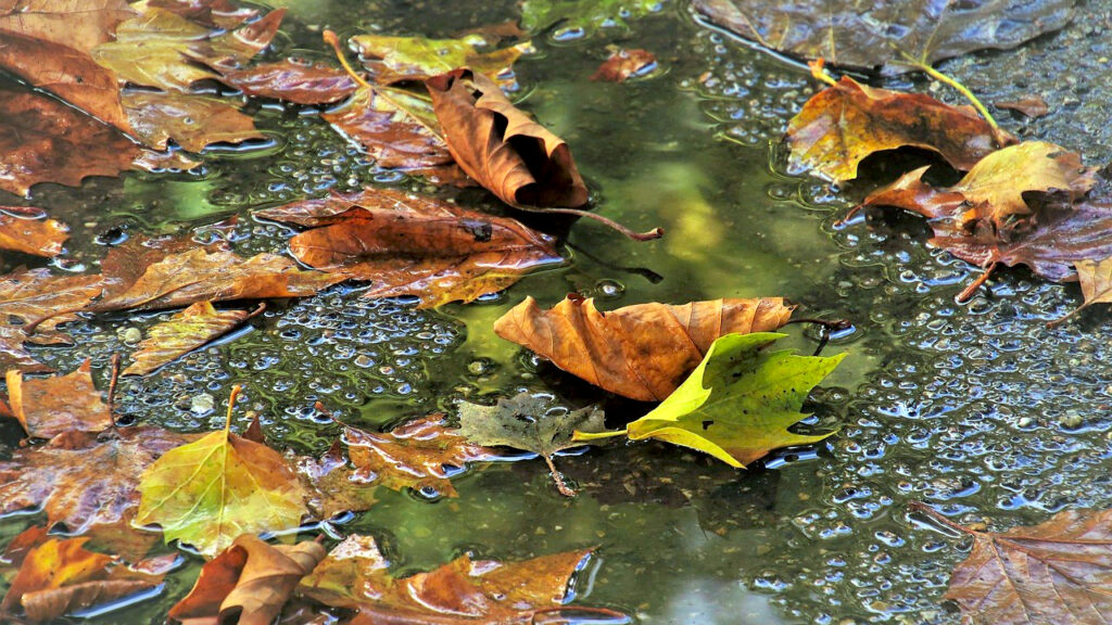 Oblaci tokom dana, kiša kasno popodne i uveče Oblaci tokom dana, kiša kasno popodne i uveče (Foto Pixabay)