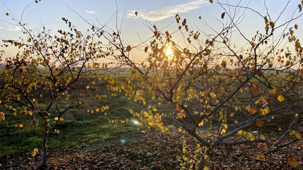 Duži sunčani intervali tokom dana, ujutru magla i blag mraz, ilustracija (Foto Kim)