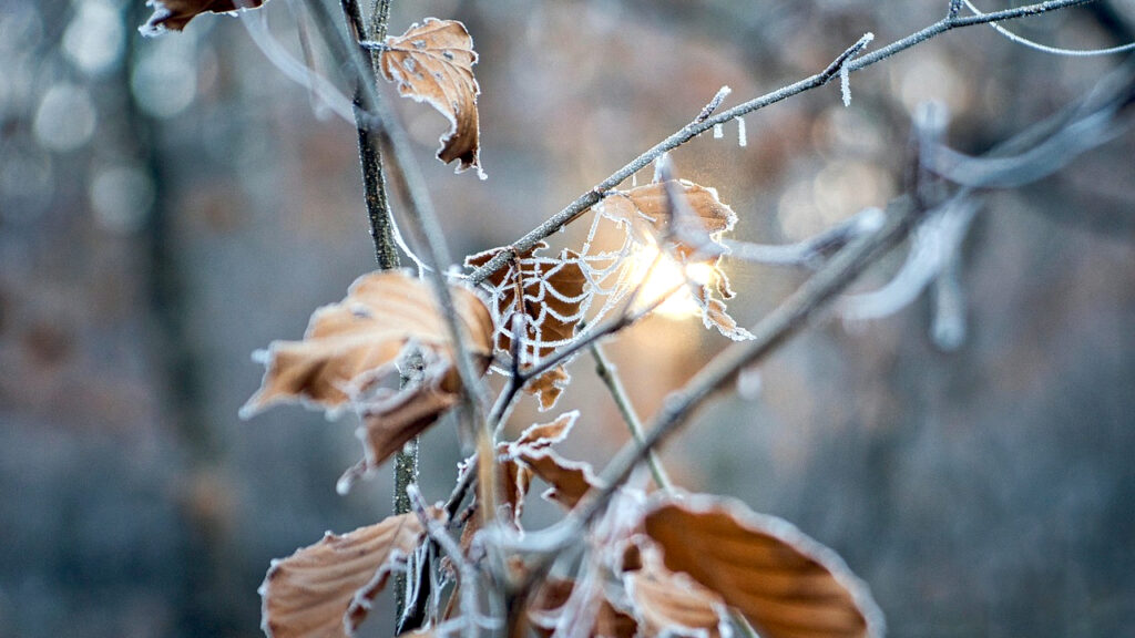 Jutarnji mraz, magla i niska oblačnost, zatim malo do umereno oblačno, ilustracija (Foto Pixabay)