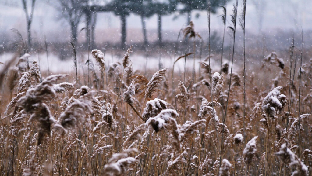Susnežica i sneg Susnežica i sneg, ilustracija (Foto Pixabay)