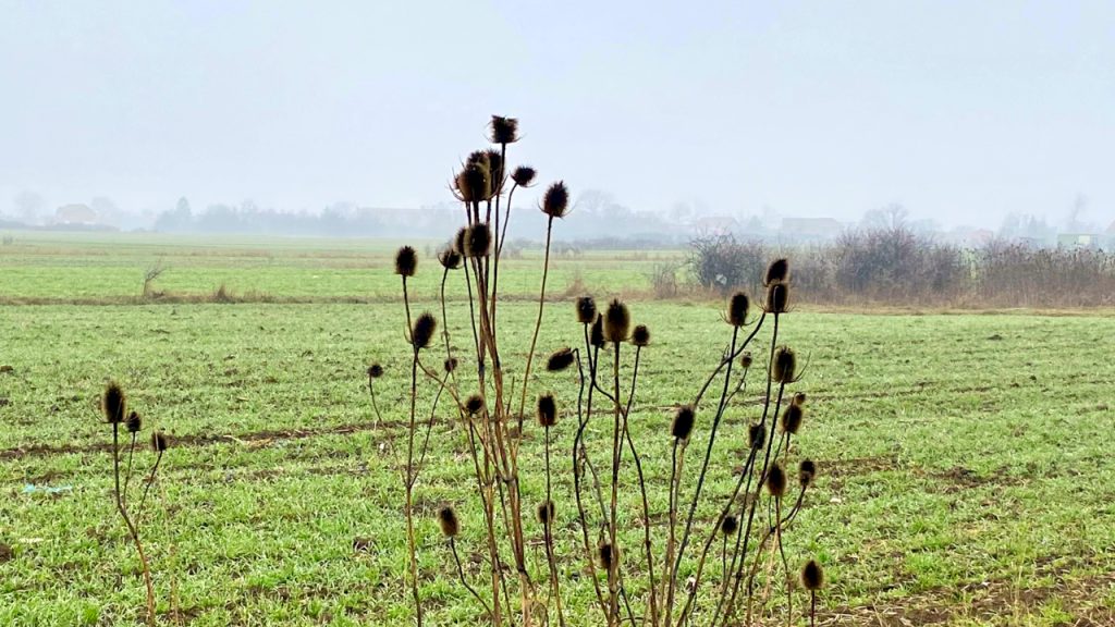 Slab mraz, pa promenlјivo sa dužim sunčanim intervalima Slab mraz i magla, pa promenlјivo sa dužim sunčanim intervalima, ilustracija (Foto Kim)