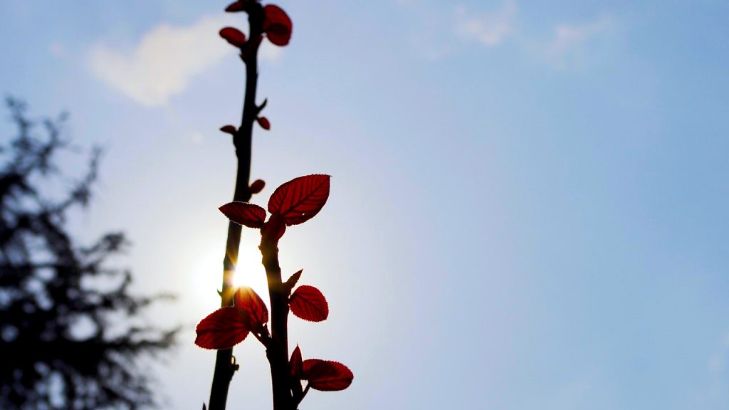 Prohladno jutro i pretežno sunčan dan (Foto Pixabay)