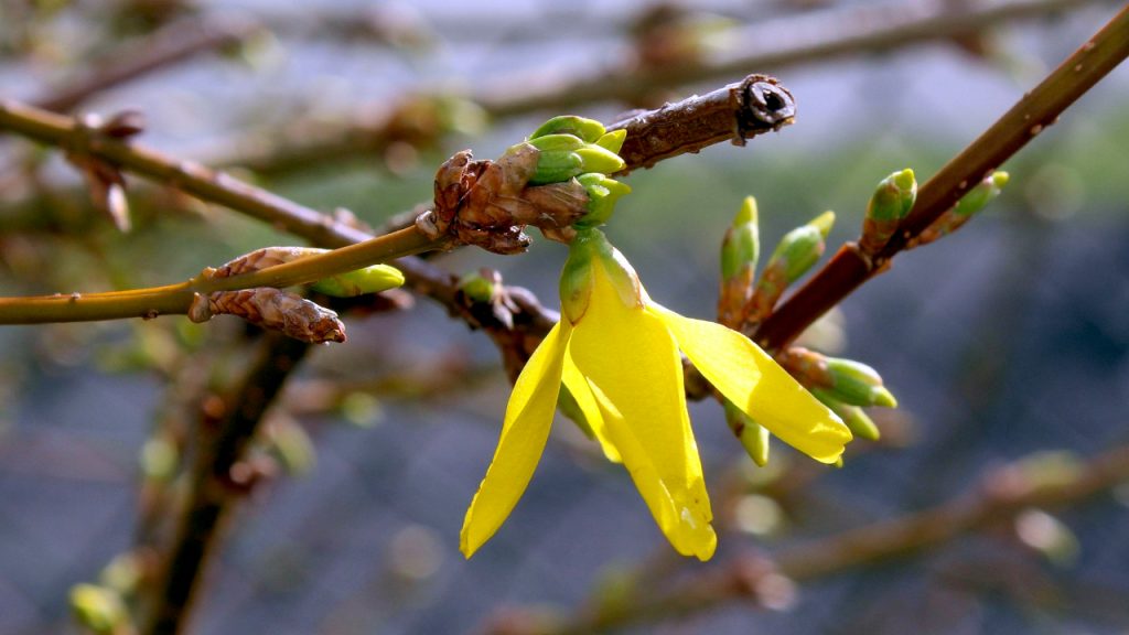 Naoblačenje i kiša mestimično, ilustracija (Foto Pixabay)