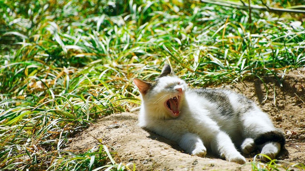 Ujutru i pre podne pretežno sunčano, posle podne postepeno naoblačenje, ilustracija (Foto Pixabay)