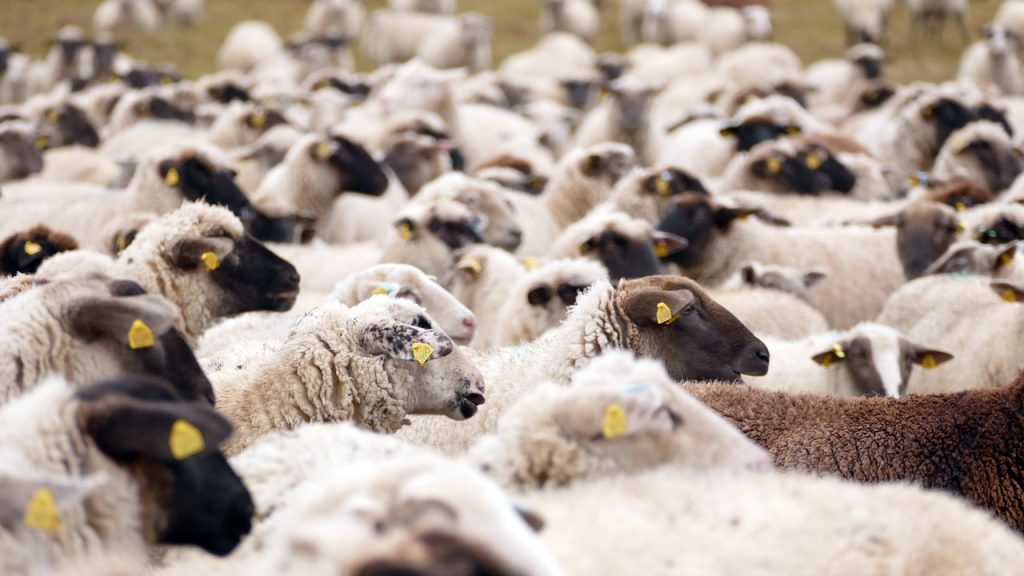 Privremeno zabranjen uvoz ovaca i koza iz Albanije na Kosovo Privremeno zabranjen uvoz ovaca i koza iz Albanije na Kosovo, ilustracija (Foto Pixabay)