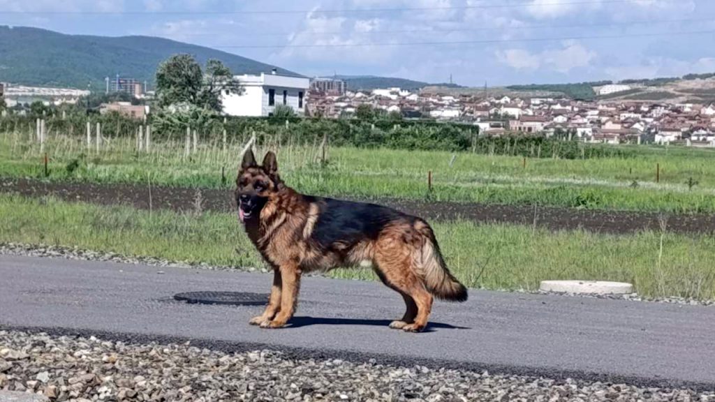 Nemački ovčar porodice Marković (Foto Tomica Marković)