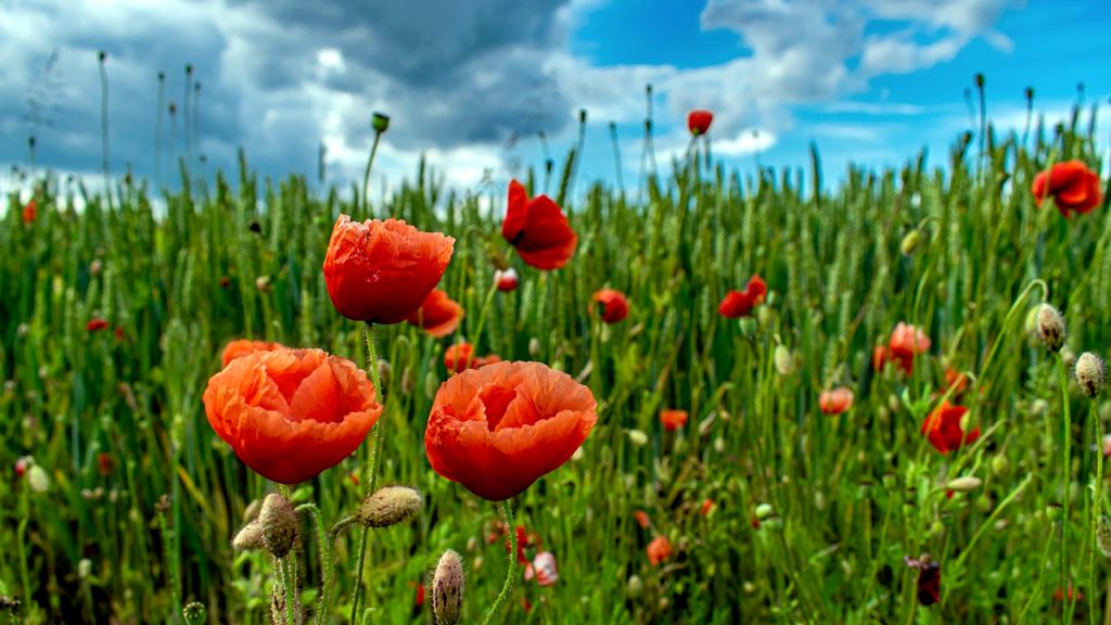 Prolazna oblačnost s kratkotrajnom kišom i lokalnim plјuskovima Prolazna oblačnost s kratkotrajnom kišom i lokalnim plјuskovima, ilustracija (Foto Pixabay)