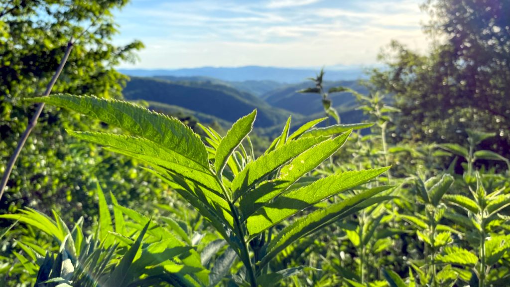 Više sunca i malo toplije Više sunca i malo toplije, ilustracija (Foto Kim)