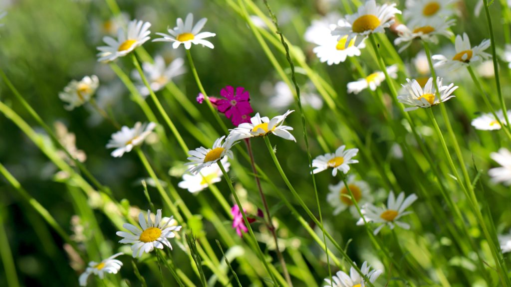 Vedrije i toplo Vedrije i toplo, ilustracija (Foto Pixabay)