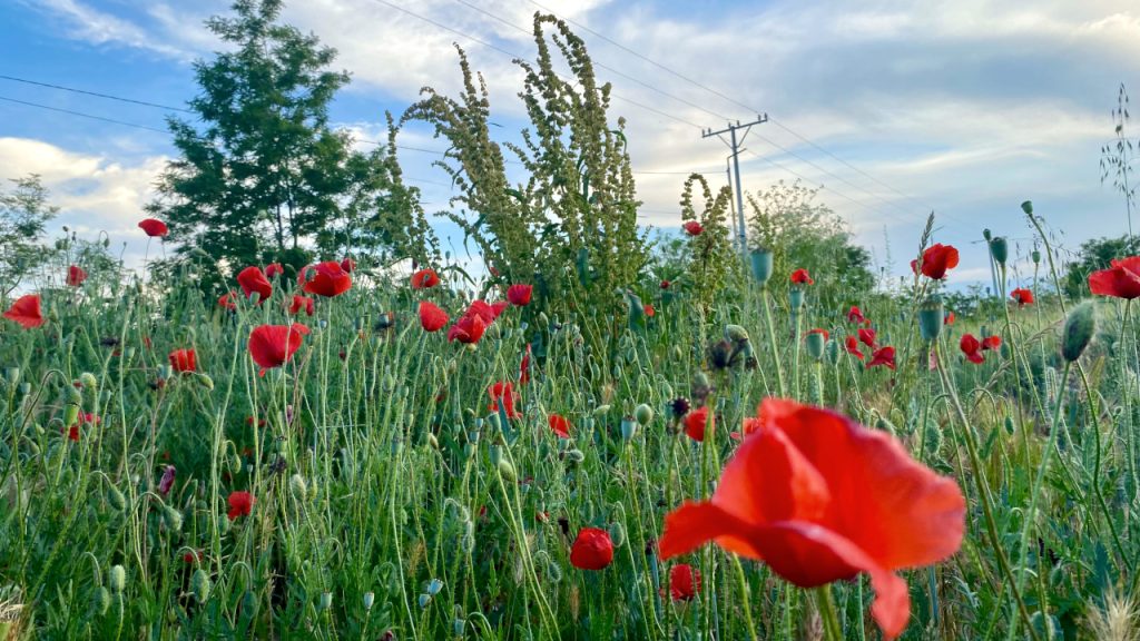 Kiša, pljuskovi i grmljavina popodne i uveče Kiša, pljuskovi i grmljavina popodne i uveče, ilustracija (Foto Kim)