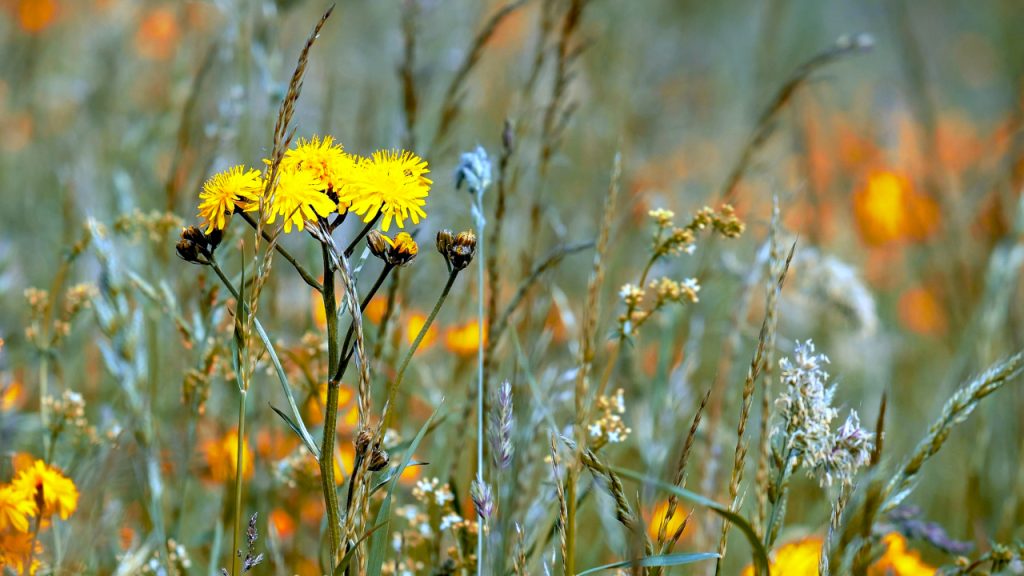Sunčano i prijatno toplo Sunčano i prijatno toplo, ilustracija (Foto PIxabay)