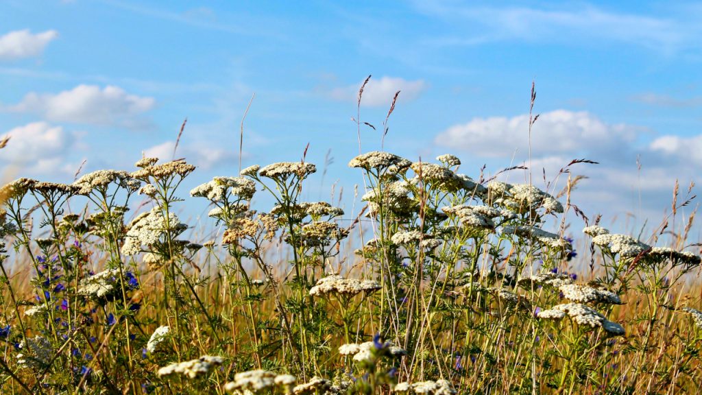 Uglavnom sunčano vreme uz malo oblaka Uglavnom sunčano vreme uz malo oblaka, ilustracija (Foto PIxabay)