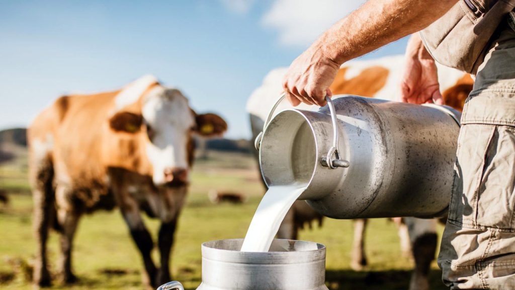 Uvoz mleka i mlečnih proizvoda iz regiona otežava posao proizvođačima na Kosovu, ilustracija (Foto iStock)